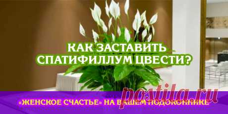 Как заставить Спатифиллум цвести? «Женское счастье» на вашем подоконнике | Полезные советы
