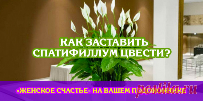Как заставить Спатифиллум цвести? «Женское счастье» на вашем подоконнике | Полезные советы