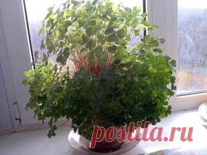 Комнатные растения, уход, энциклопедия растений, домашние цветы, фото, названия