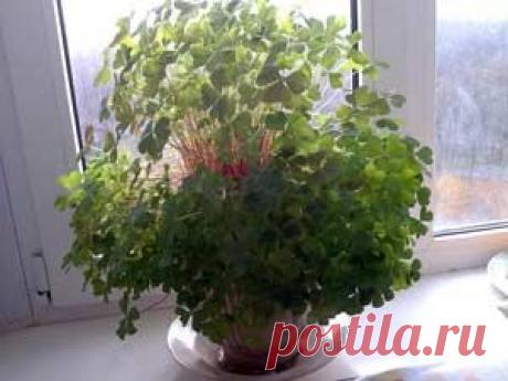 Комнатные растения, уход, энциклопедия растений, домашние цветы, фото, названия