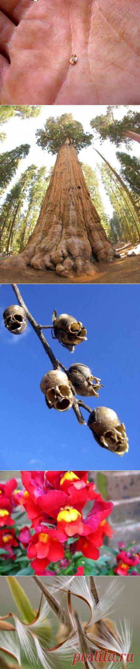 Необычные семена и растения, которые из них вырастают | Это интересно!