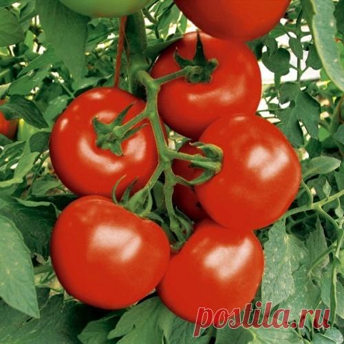 Сорта и гибриды помидоров для закрытого грунта