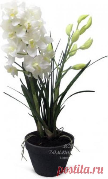 Домашние растения - Цимбидиум. Общее описание. Технология выращивания Цимбидиума в комнатных условиях.