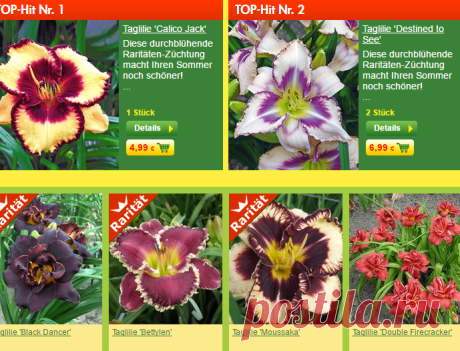 Taglilien online kaufen &amp; bestellen bei BALDUR-Garten