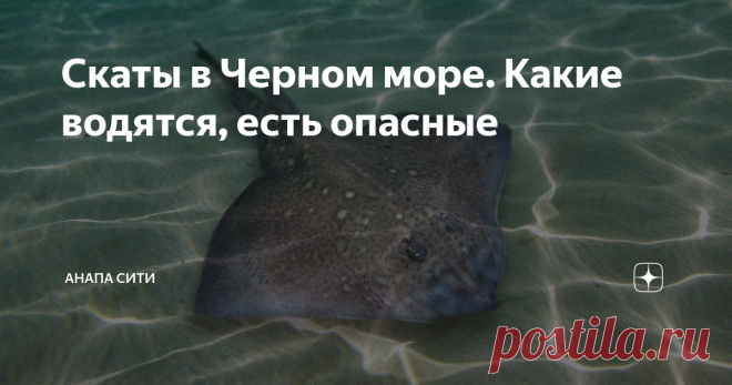 Скаты в Черном море. Какие водятся, есть опасные Да,  они водятся в самом уникальном на Земном шаре водоеме, состав воды  которого сродни человеческой крови и которую в годы Великой  Отечественной войны использовали при переливании, при этом раненые выздоравливали.
Скат в Черном море
И скаты вольготно чувствуют себя в Черном море,  производя многочисленное потомство. Кстати, их в этой водной стихии  всего два вида - морской кот, иначе -