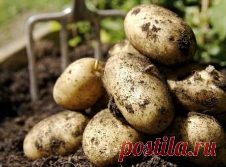 Почему у нас картофеля всегда много и картошка крупная: ленивый метод, никаких хитростей и подкормок “в лунку” | 6 соток
