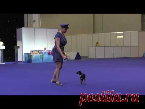 Танцы с собаками 