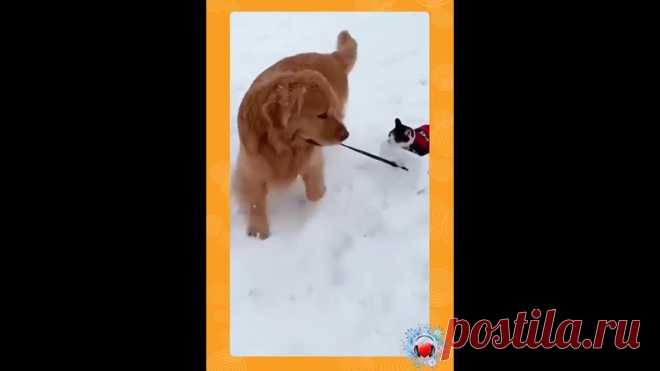 И уносит меня в звенящую снежную даль...