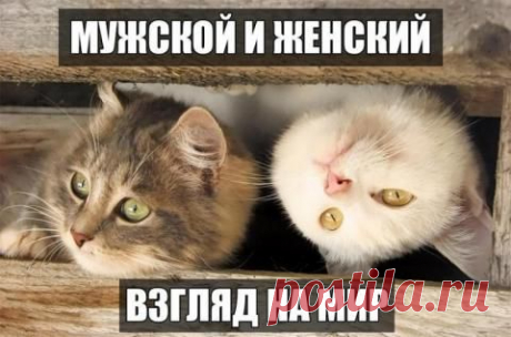 Prikolisti.com