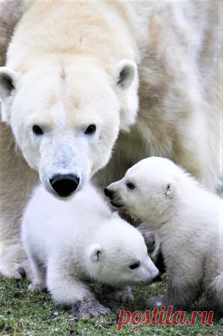 Мишка косолапый / cute bear – Google+