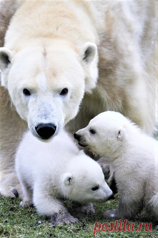 Мишка косолапый / cute bear – Google+