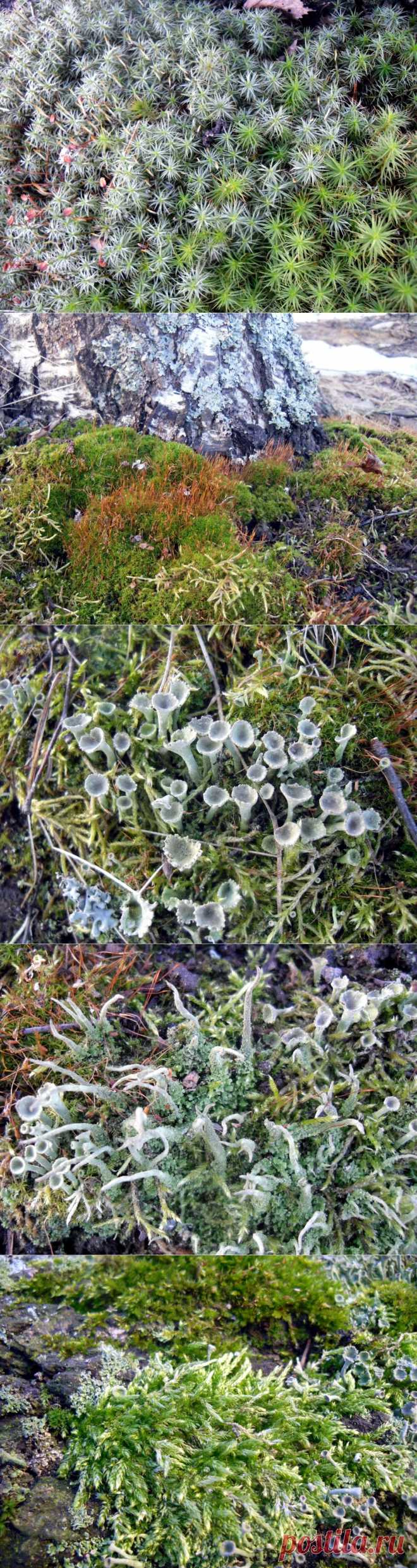 В царстве мхов. 
Снег еще только сходит, и сочная зелень манит и притягивает посильнее магнита :)) К сожалению, не сильна я в этих видах растительности, поэтому могу лишь наслаждаться их красотой, фотографировать и делиться своими впечатлениями. Буду признательна, если кто-то из знатоков на моих снимках узнает образчики нашей флоры и расскажет о них подробнее.