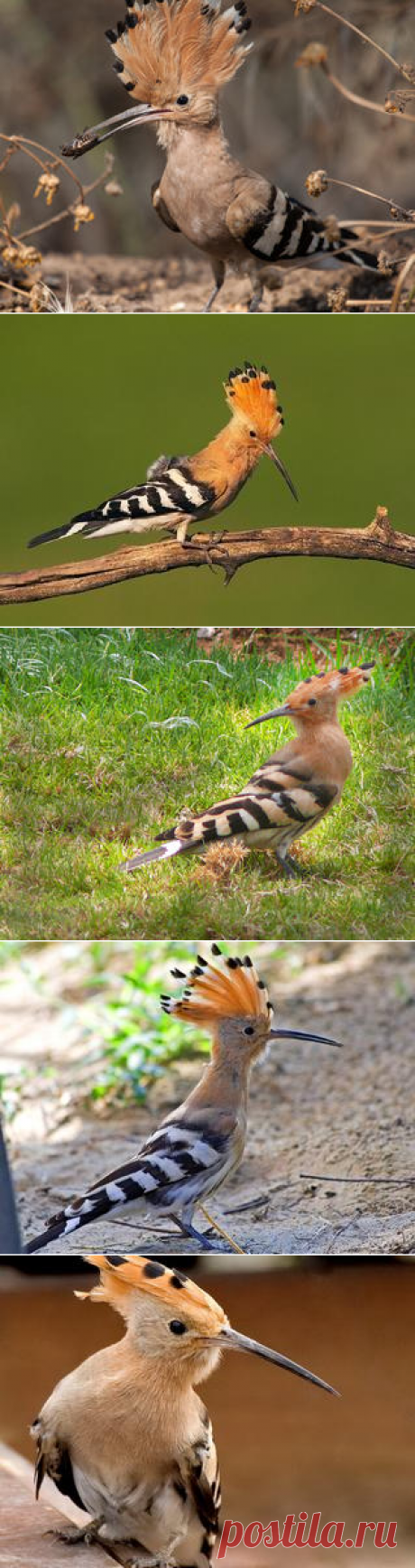 Смотреть изображения удодов | Зооляндия