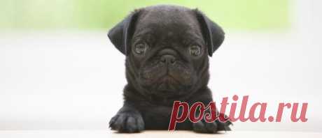 Почему не везет? | Блог Счастья!