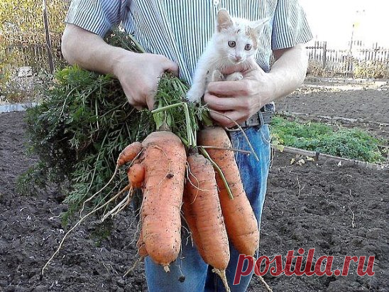 СЕЕМ МОРКОВЬ В КИСЕЛЕ!
Некоторые огородники смешивают семена моркови с песком и высеивают. А есть народный способ посадки в киселе.
1. Варим из крахмала жидкий кисель, на стакан остывшего киселя берем одну чайную ложку семян моркови, размешиваем и выливаем в заварной чайник.
2. Делаем в земле бороздку, проливаем её теплой водой, а затем выливаем в бороздку кисель с семенами из чайника.
3. Все семена ложатся отдельно друг от друга, остаётся засыпать их землёй.
4. Всходят они прекрасно, потом нужн