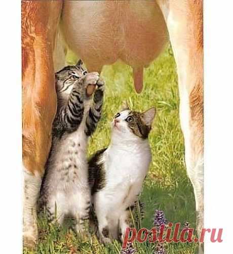 Вкусное молочко)))