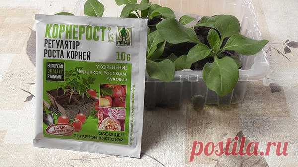 Стимулятор корнеобразования Корнерост-М: инструкция по применению