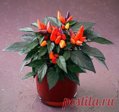 Уход за капсикумом в домашних условиях