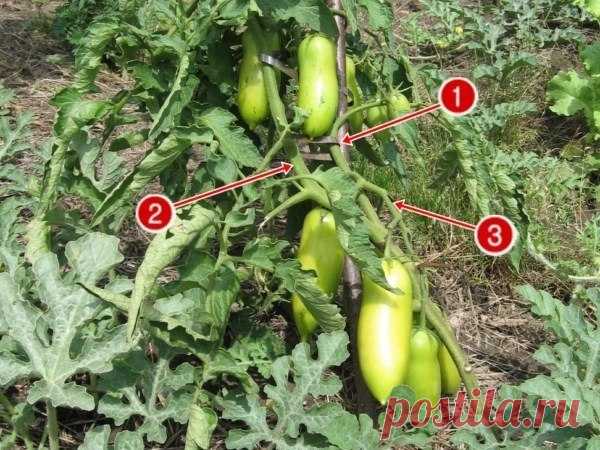 ПАСЫНКОВАНИЕ – это просто! | 6 соток