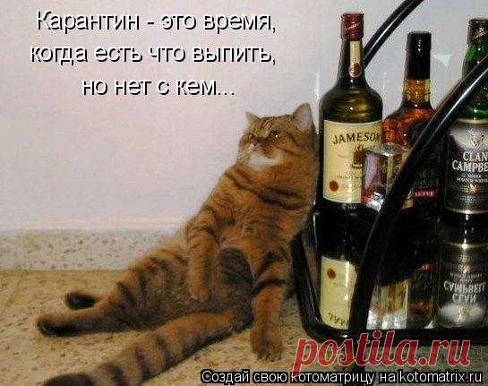 Котоматрица: Свежак
