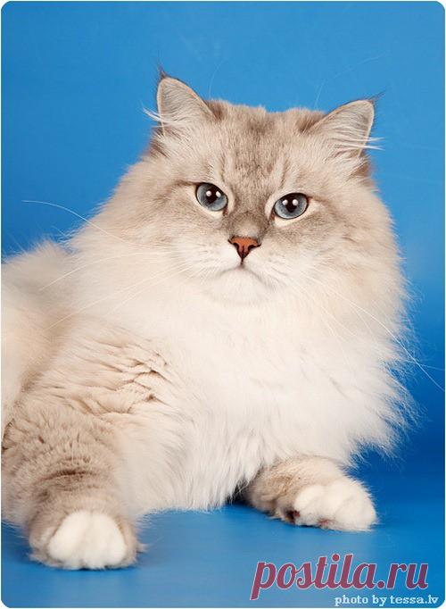 Эти необычные коты…