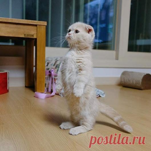 - К охране дома от коварных мышей, готов приступить!!