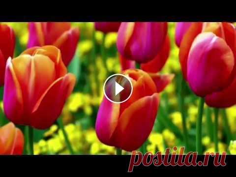 Красивое Поздравление с 1 мая !!! Поздравляю всех трудящихся с праздником 1 мая, пусть праздник у вас будет в душе каждый день, когда вы идете на работу !!! Подписывайтесь на Канал, ст...