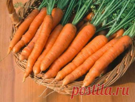 Как самостоятельно вырастить морковь на дачном участке — Домашние заботы