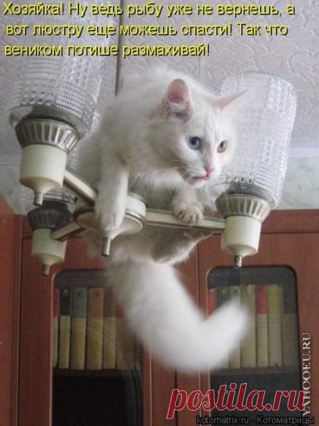 Пушистые мыслители или мысли вслух