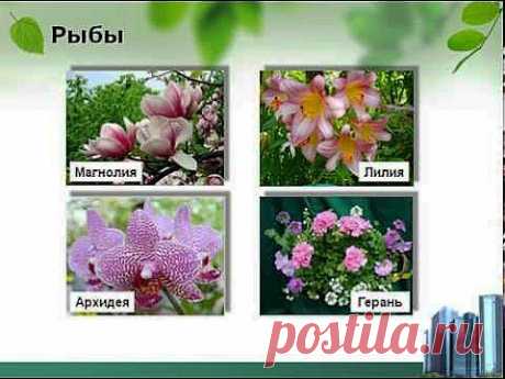 Какие растения принесут Вам удачу? - YouTube