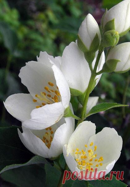 Жасмин — это царь цветов. До такой степени, что в Грасе говорили не «жасмин», а «цветок».На языке цветов белый жасмин означает: «ваш первый поцелуй взволновал меня». Еще значение — дружелюбие.
Жасмин – цветок чувственности, женственности, элегантности и привлекательности.
