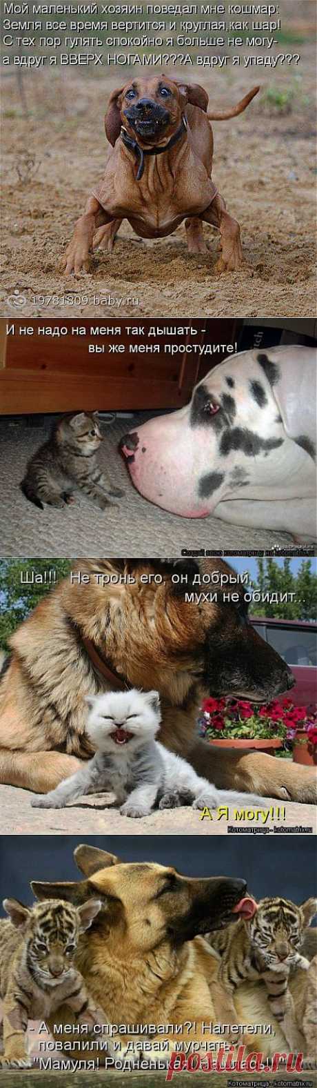 (+1) тема - - Ах, бестия! Какой ты плут! Ужо задам тебе я трёпку! | Четвероногий юмор