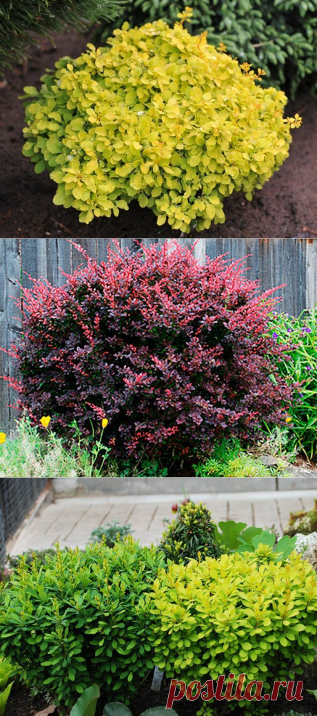 О барбарисе Мария: описание и характеристики сорта, посадка и уход