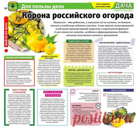 Патиссон - корона россиского огорода