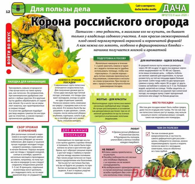 Патиссон - корона россиского огорода