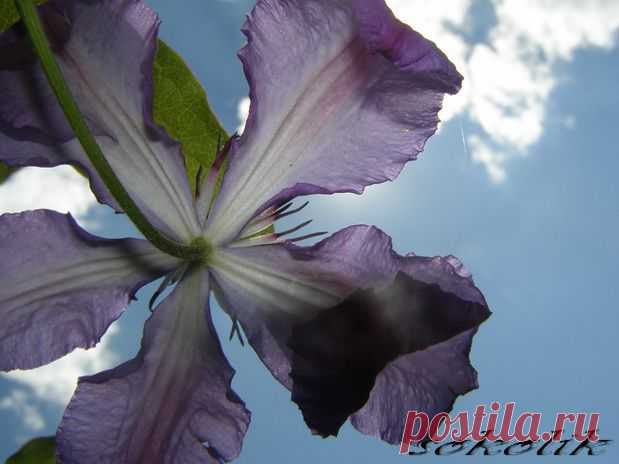 клематис