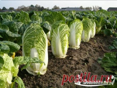 Секреты выращивания пекинской капусты 
 
Пекинская капуста - овощ долголетия. Так пекинку прозвали благодаря высокому содержанию в ней лизина - аминокислоты, способствующей омоложению организма. Разве это не повод посадить пекинскую капусту на своем участке? Тем более что сейчас для этого самое время. 
 
Посев 
 
Лучшие предшественники для пекинской капусты - картофель, огурцы, лук, бобовые, морковь https://ogorodko.ru. Для экономии места на участке листовые сорта выращивают в качестве уплотнител