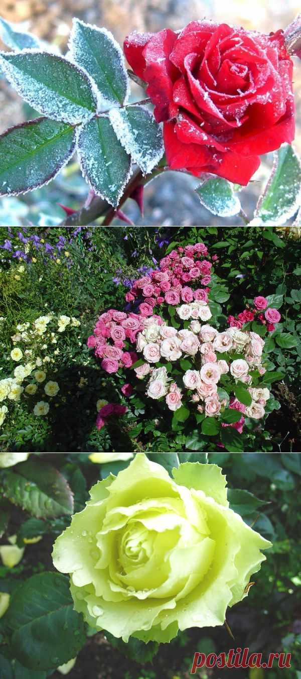 Как правильно укрывать розы на зиму | РОЗЫ