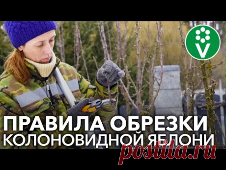 ПРАВИЛЬНАЯ ОБРЕЗКА КОЛОНОВИДНОЙ ЯБЛОНИ. Секреты и рекомендации для начинающих садоводов