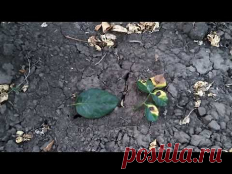 Чёрная пятнистость на розах. Профилактика и лечение.