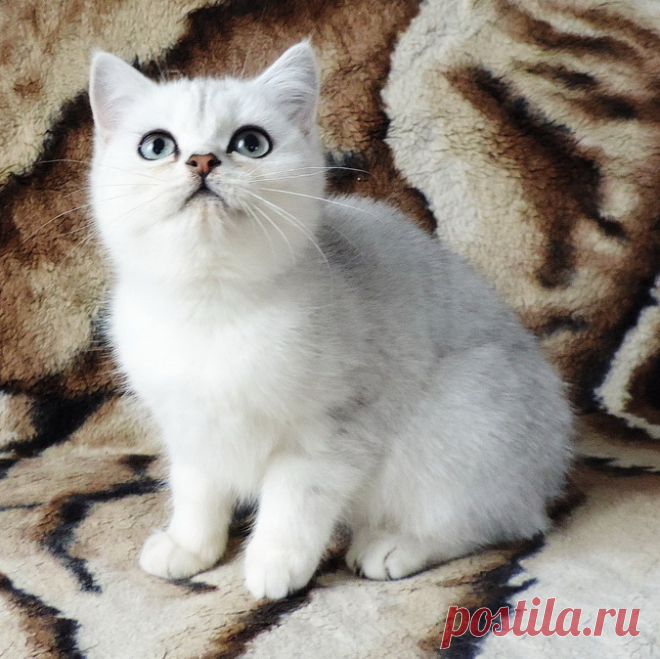 Синди д.р.01.02.2016г