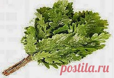 Дубовый веник снизит давление | Друг пенсионера
Советую всем городским жителям почаще выбираться на природу – в парки, за город. Свежий воздух, напоенный запахами трав и листвы, прекрасно успокаивает нервную систему и ослабляет разные заболевания, вызванные стрессами.