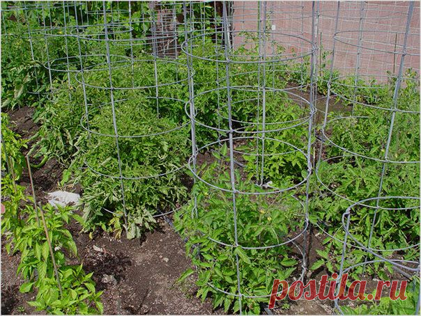 Вечёрка: Клетка вместо опоры