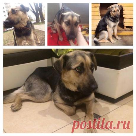 Москва и МО, очень нужна ваша помощь с пристройством!
По просьбе одной женщины эту собаку вывезли из минской УСЫПАЛКИ в Москву.... Вывезли, но собака настолько напугана, что вздрагивает от любого шороха. Видно, что над ней издевались раньше.... Животное загнано в угол, может целый день не есть, не пить.... Она привита, с паспортом, не кусается, абсолютно безобидна. Этой собачке в приюте не выжить 100 %, Куратор собачки в конце мая улетает в другую страну... Может  мы  спасем ЕЕ?