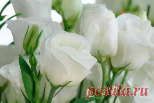 Что обозначает цвет розы