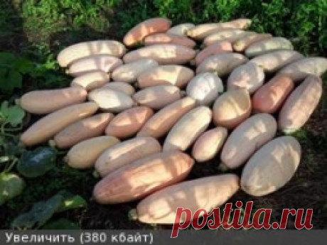 Тыква "Розовый банан" - Садоводка