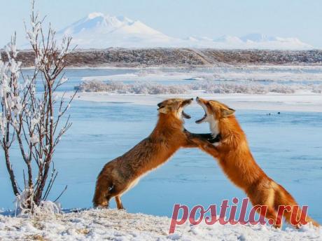 Невероятные моменты дикой природы / Питомцы