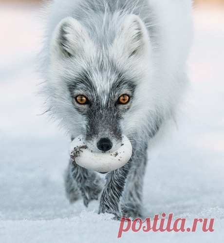 Каково это – зимовать в одном из самых труднодоступных заповедников мира? Наш журналист рассказывает об обитателях острова Врангеля: егерях, песцах и белых медведях.