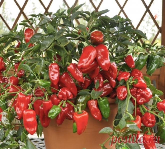 КАПРИЗЫ УЧТИТЕ - УРОЖАЙ ПОЛУЧИТЕ!!!
Болгарский перец (сладкий)