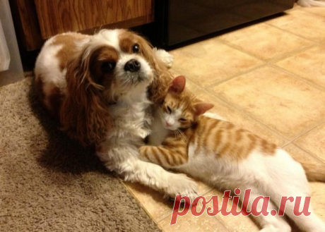 10 Reasons Why You Should Never Own Cavalier King Charles Spaniels
